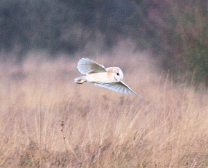 Barn ownl in flight