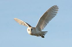 Barn owl in flight