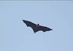 Seychelles Fruit Bat