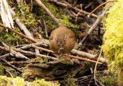 Bird on woodland floor