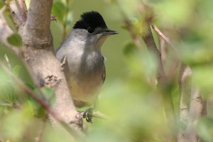 Male blackcap