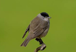 Blackcap