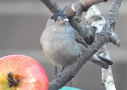 Blackcap on feeder