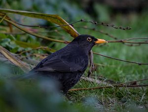 Blackbird, Turdus merula