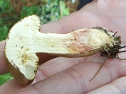 Boletus chrysenteron