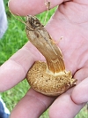 Boletus chrysenteron