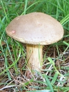 Boletus chrysenteron