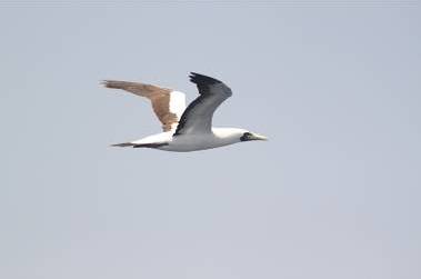 Masked Booby