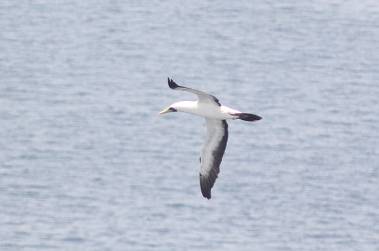 Masked Booby