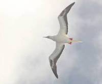 Red-footed Booby