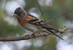 Brambling