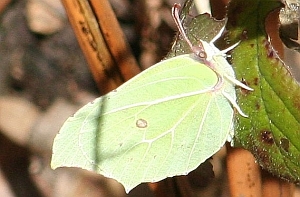 Brimstone at rest