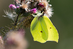 Brimstone