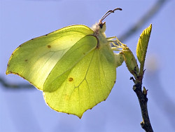 Brimstone