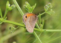 Meadow Brown