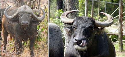 Water Buffalo