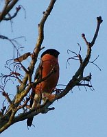 Bullfinch