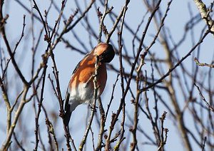 Bullfinch, Pyrrhula pyrrhula