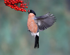 Bullfinch feeding