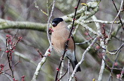 Bullfinch