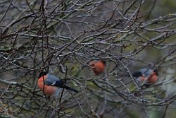 Bullfinch