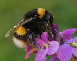 Bombus terrestris