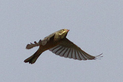 Ortolan Bunting