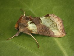 Burnished Brass