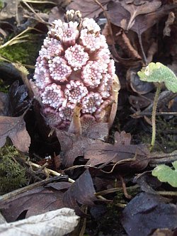 Butterbur flower