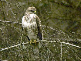 Buzzard, perched