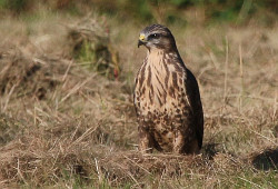 Buzzard