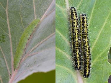 Cabbage White caterpillars