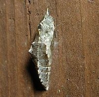 Cabbage white chrysalis