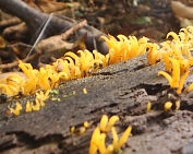 Calocera cornea