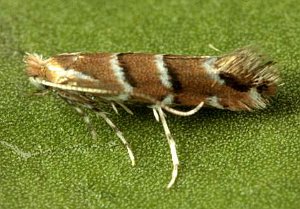 Cameraria ohridella