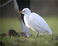 Cattle Egret