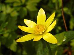 Lesser Celandine