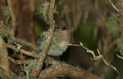 Madeira Chaffinch