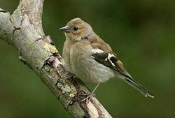 Young Chaffinch