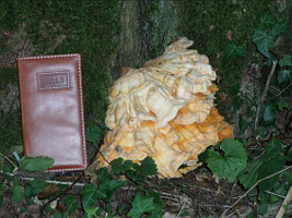 Chicken of the woods