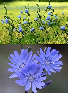 Chicory flowers