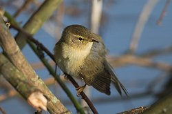 Chiffchaff