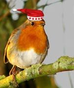 Robin at Chritmas