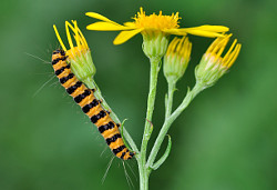 Cinnabar caterpillar