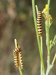 Cinnabar catepillars