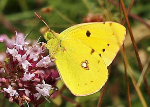 Clouded Yellow