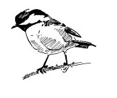 Coal tit