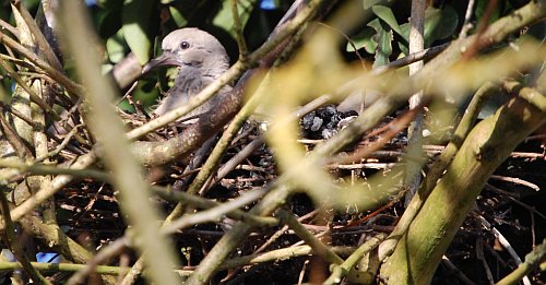 Dove on nest