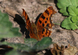 Comma