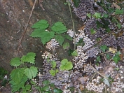 Coprinus disseminatus